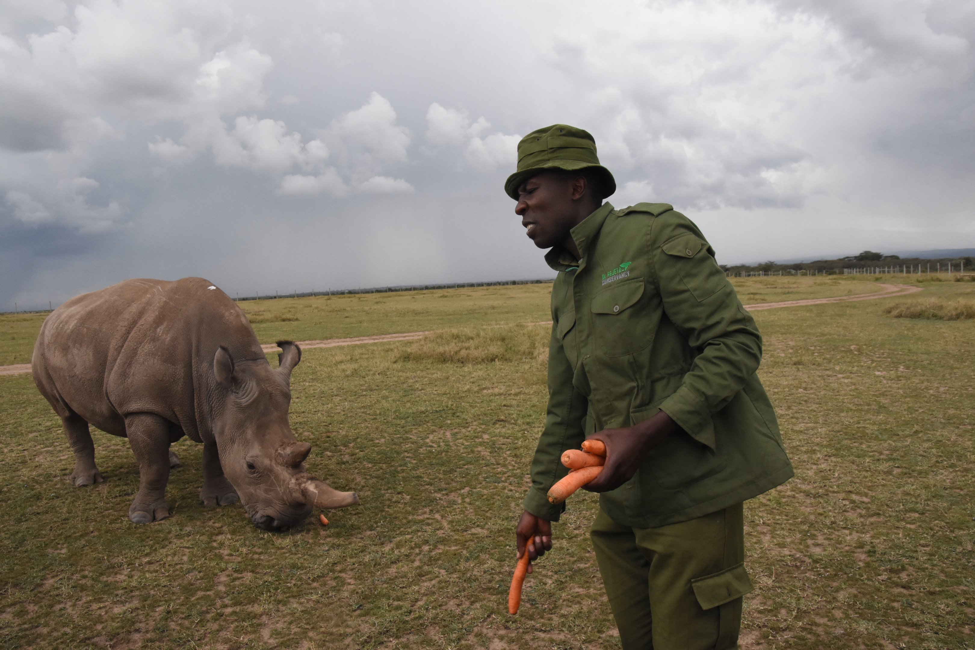 Northern white rhino with ranger - Ol Pejeta