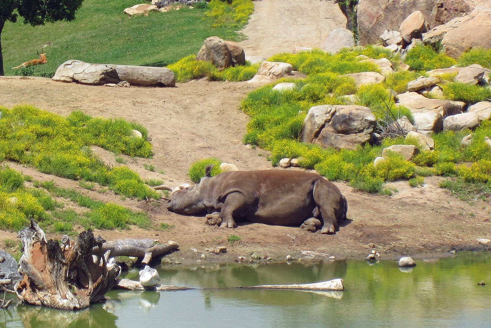 Northern White Rhino