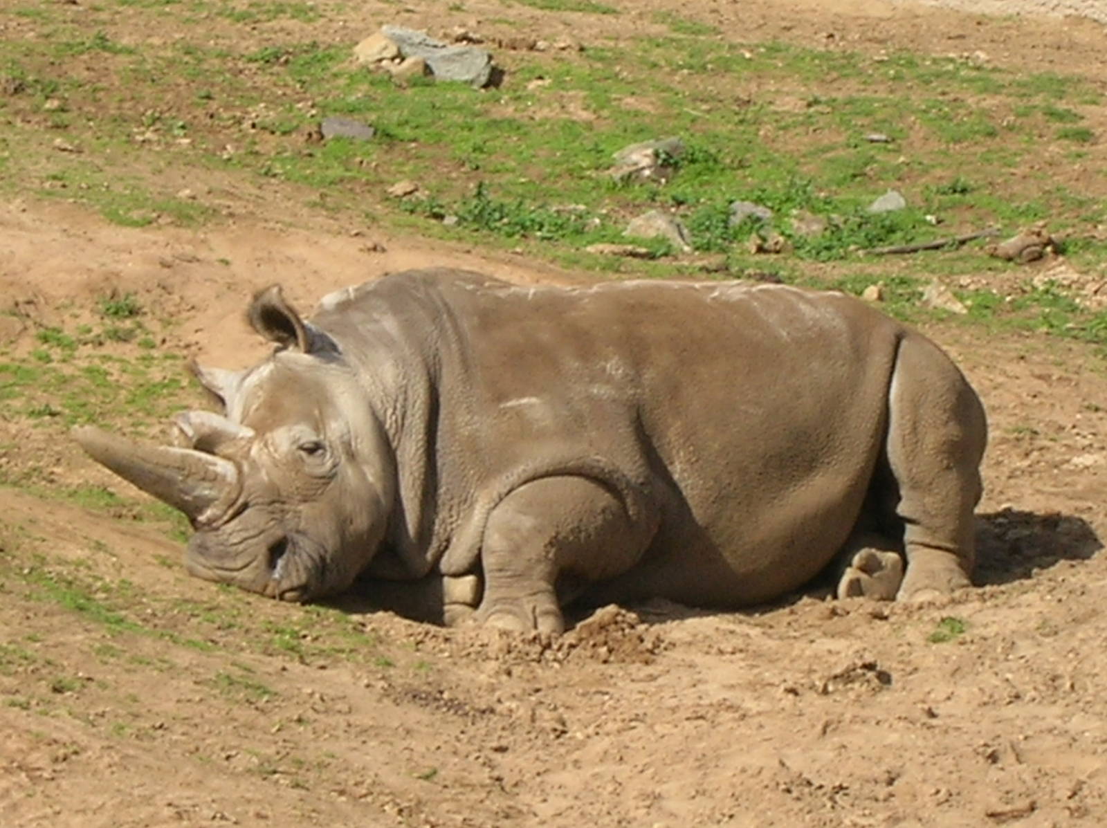 Northern White Rhino