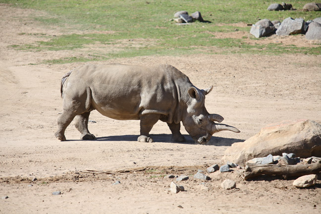 northern white rhino