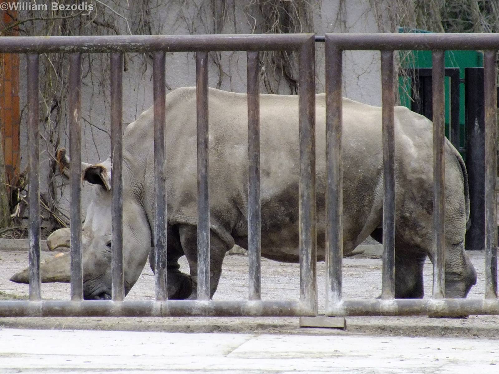 Northern White Rhino