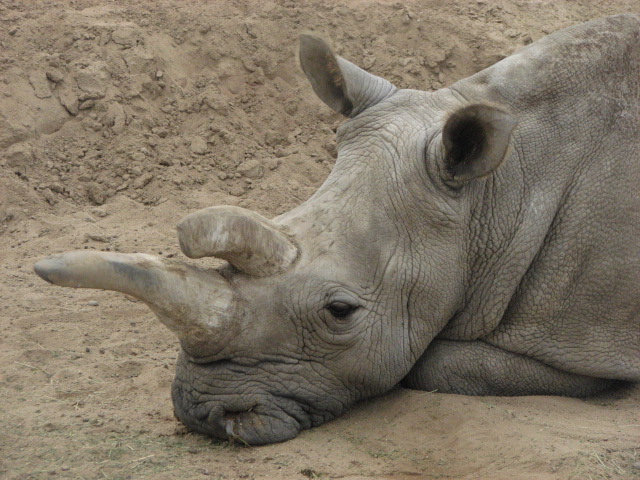 Northern white rhino