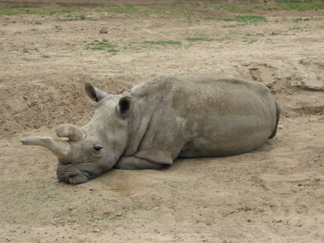 Northern white rhino