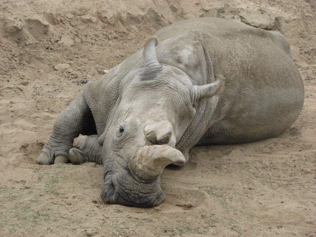 Northern white rhino