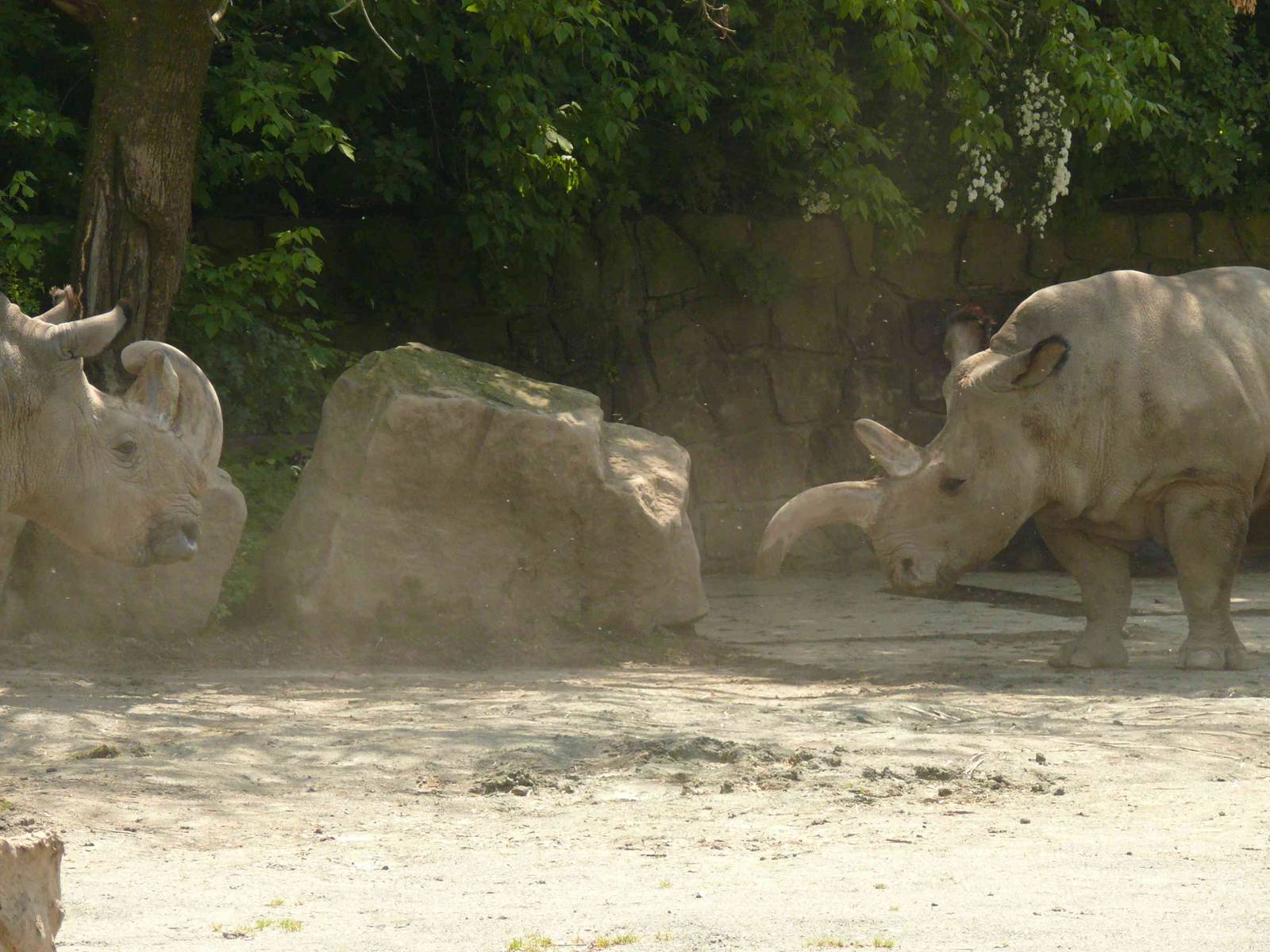 Northern White rhino