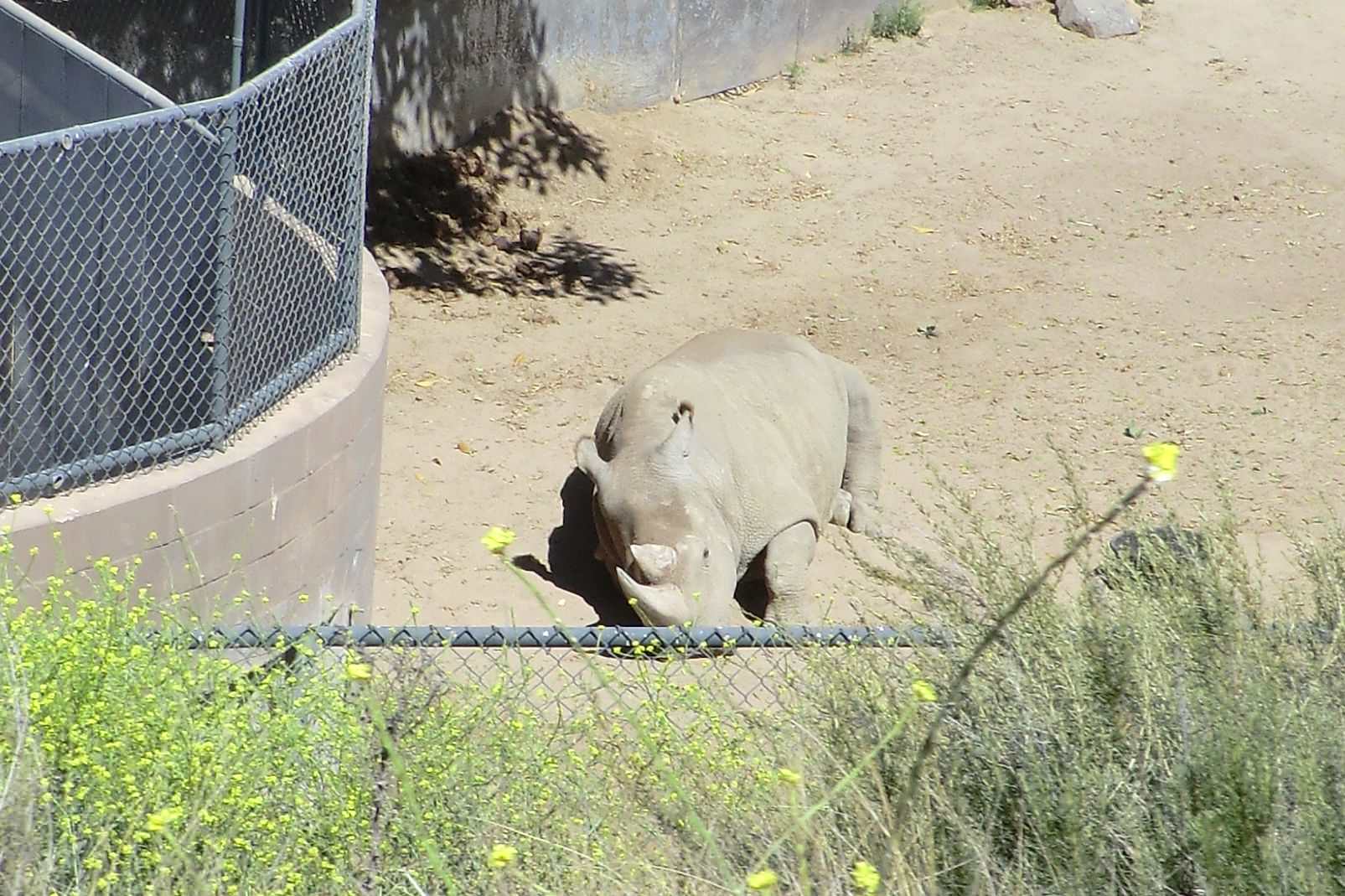 Northern white rhino