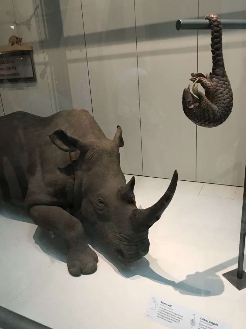 Northern White Rhinoceros and Chinese Pangolin
