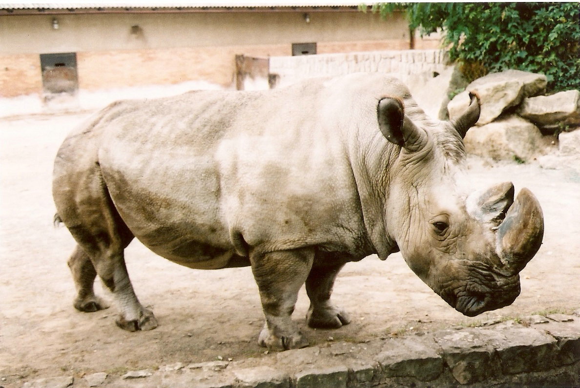 Northern White Rhinoceros at Dvur Kralove 04/09/2003