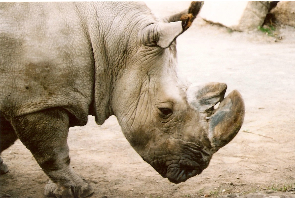 Northern White Rhinoceros at Dvur Kralove 04/09/2003