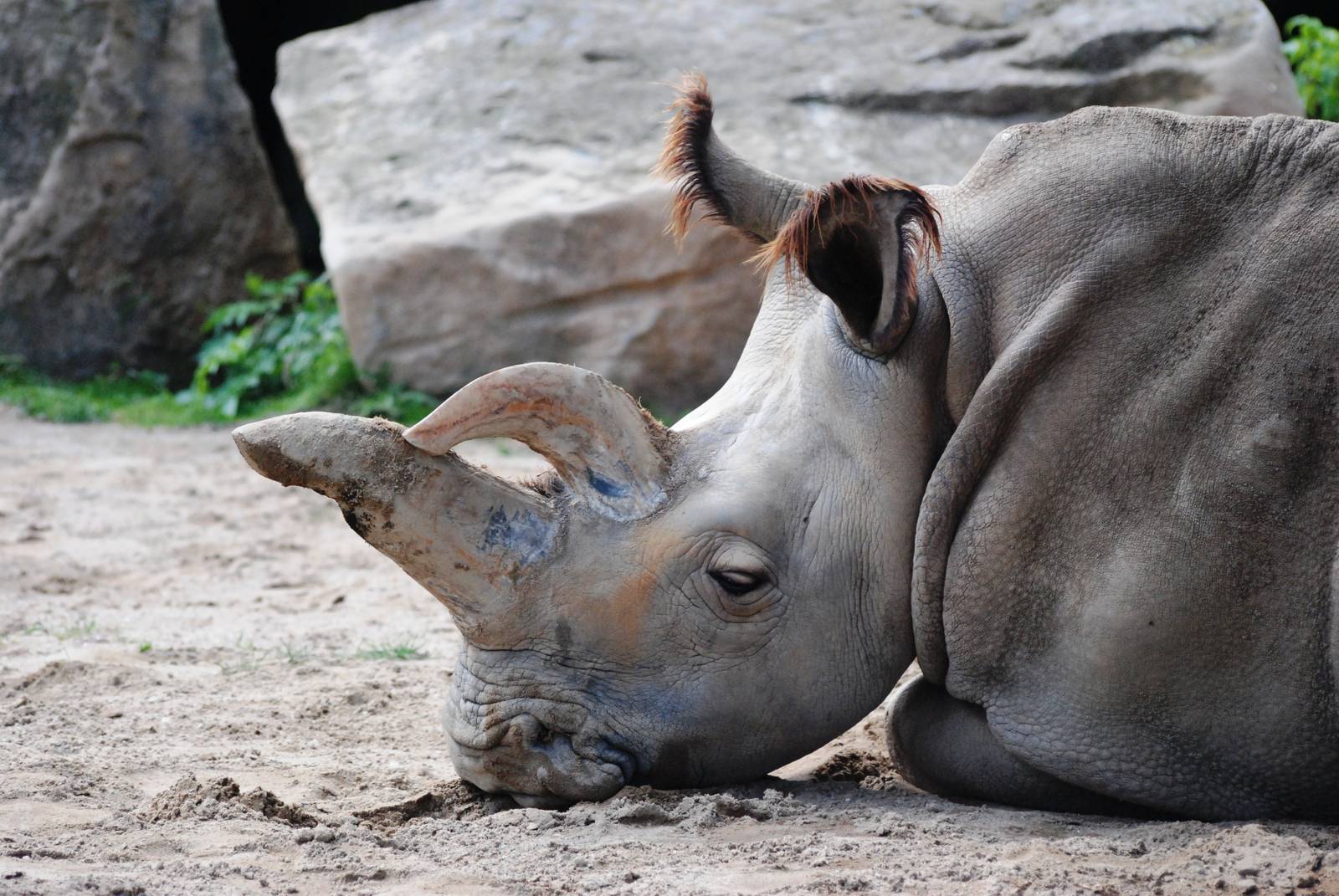 Northern White Rhinoceros at Dvur Kralove, 27/08/12