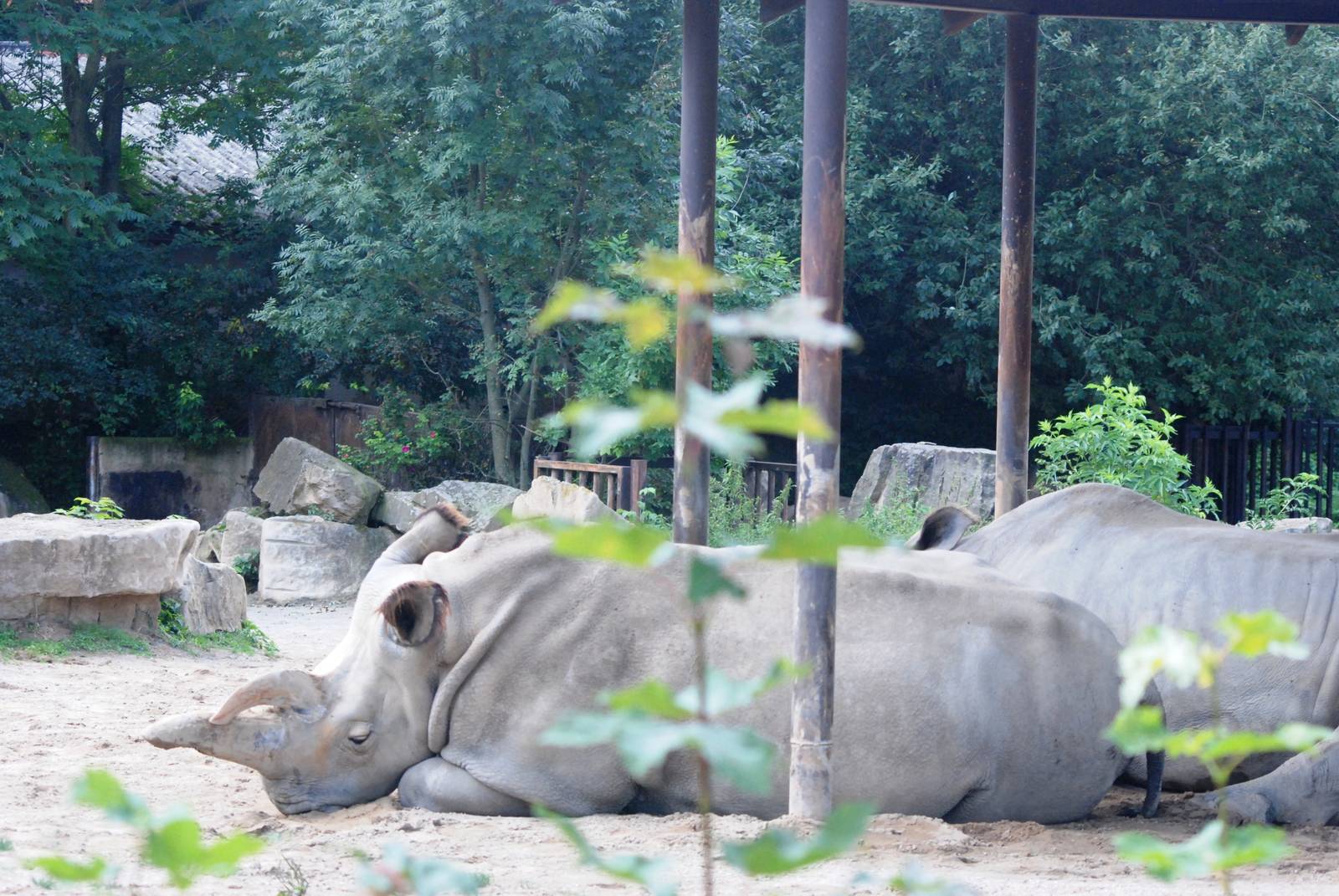 Northern White Rhinoceros at Dvur Kralove, 27/08/12