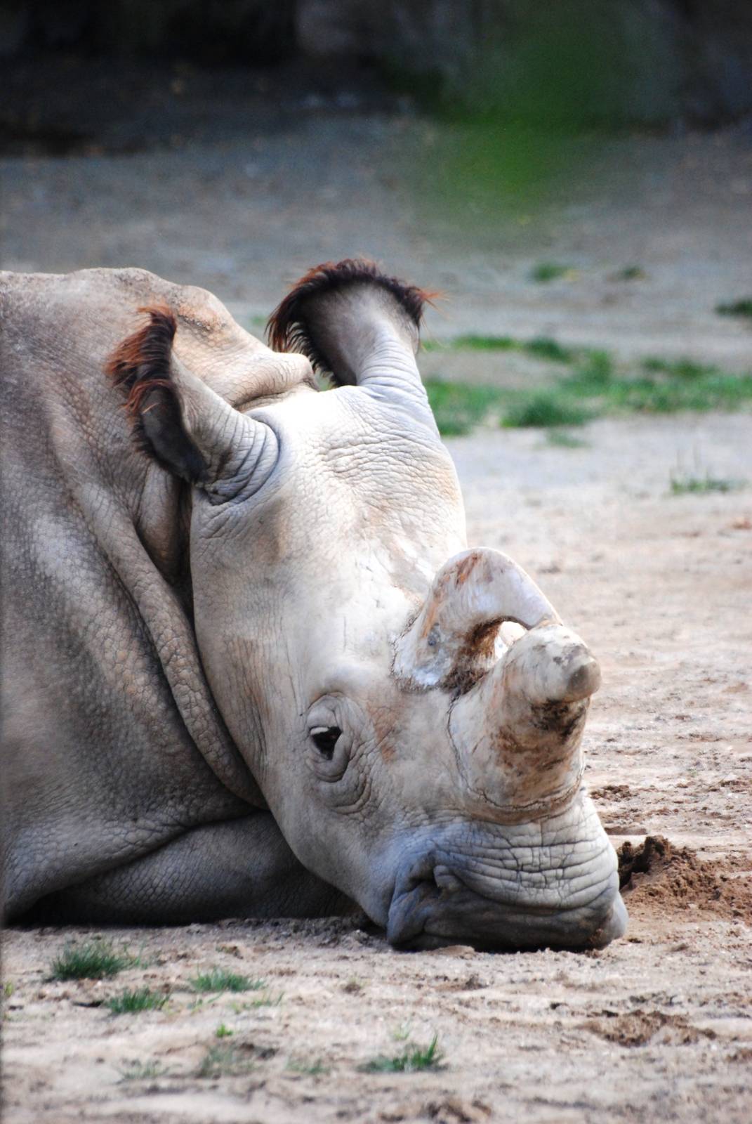 Northern White Rhinoceros at Dvur Kralove, 27/08/12
