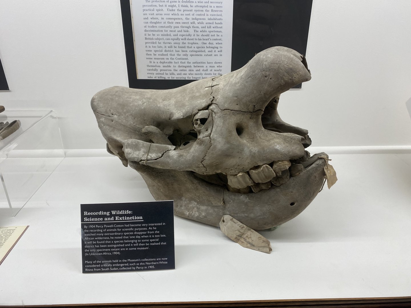 Northern White Rhinoceros (Ceratotherium simum cottoni) Skull at the Powell-Cotton Museum