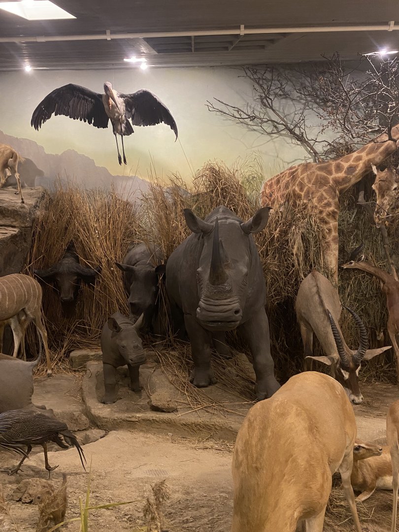 Northern White Rhinoceros (Ceratotherium simum cottoni) Taxidermy at the Powell-Cotton Museum