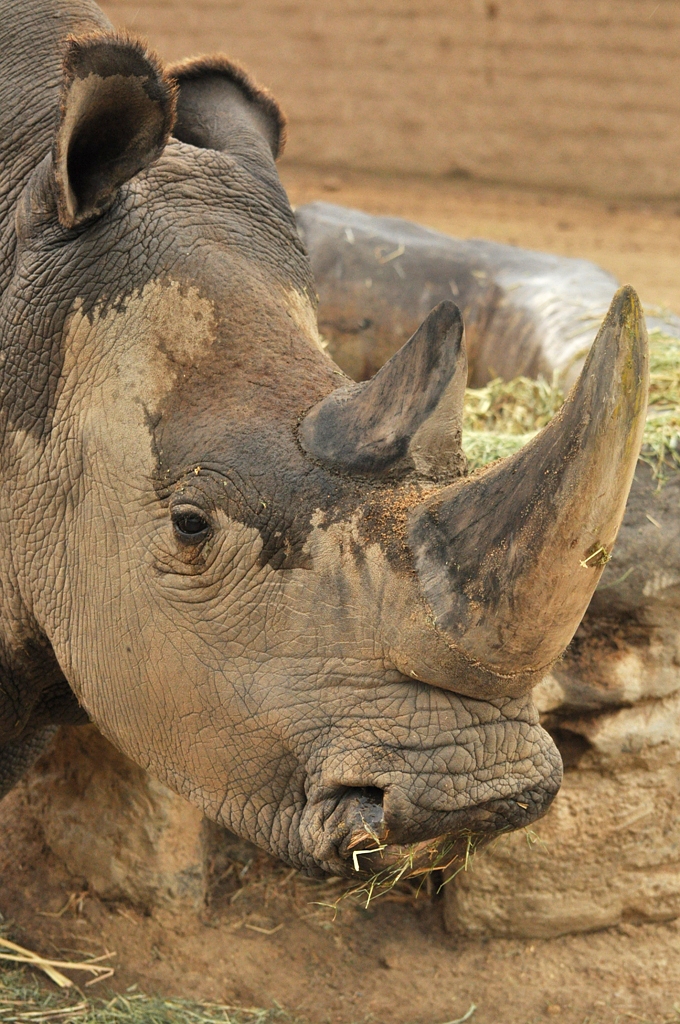 Northern white rhinoceros (Ceratotherium simum cottoni)
