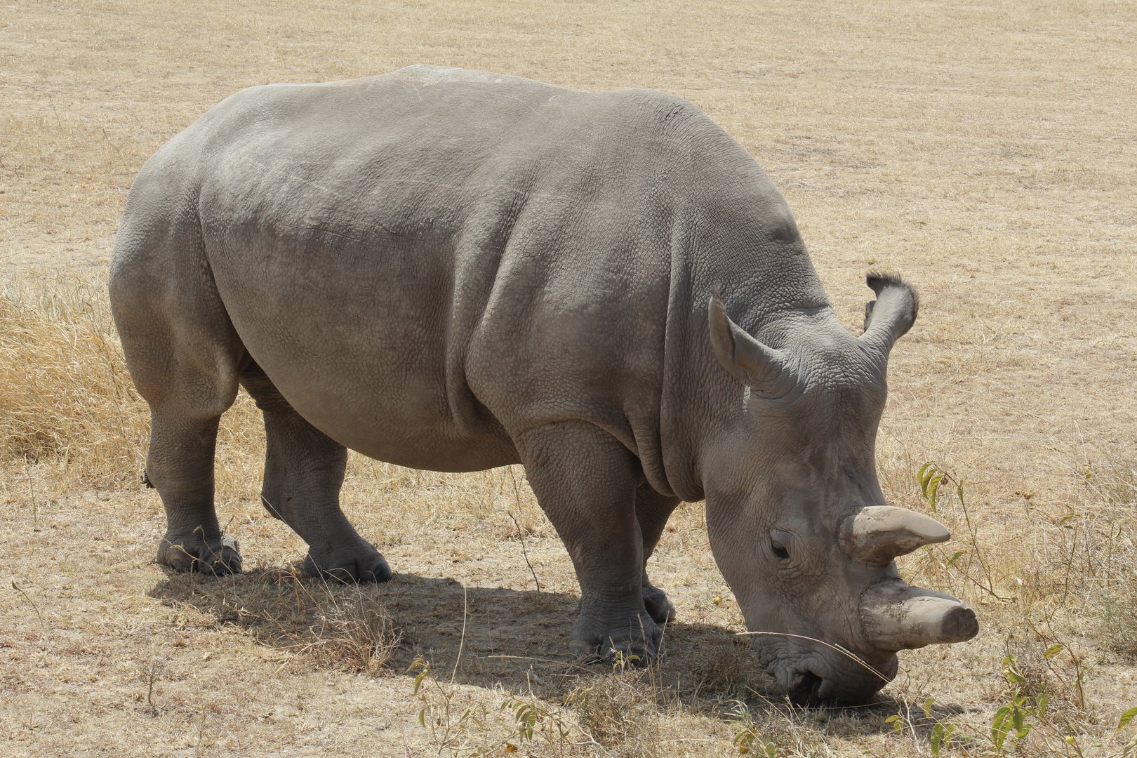Northern White Rhinoceros - Fatu
