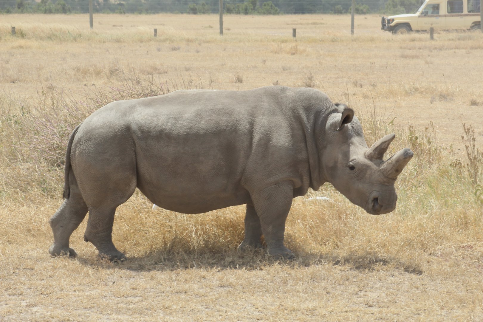 Northern White Rhinoceros - Fatu