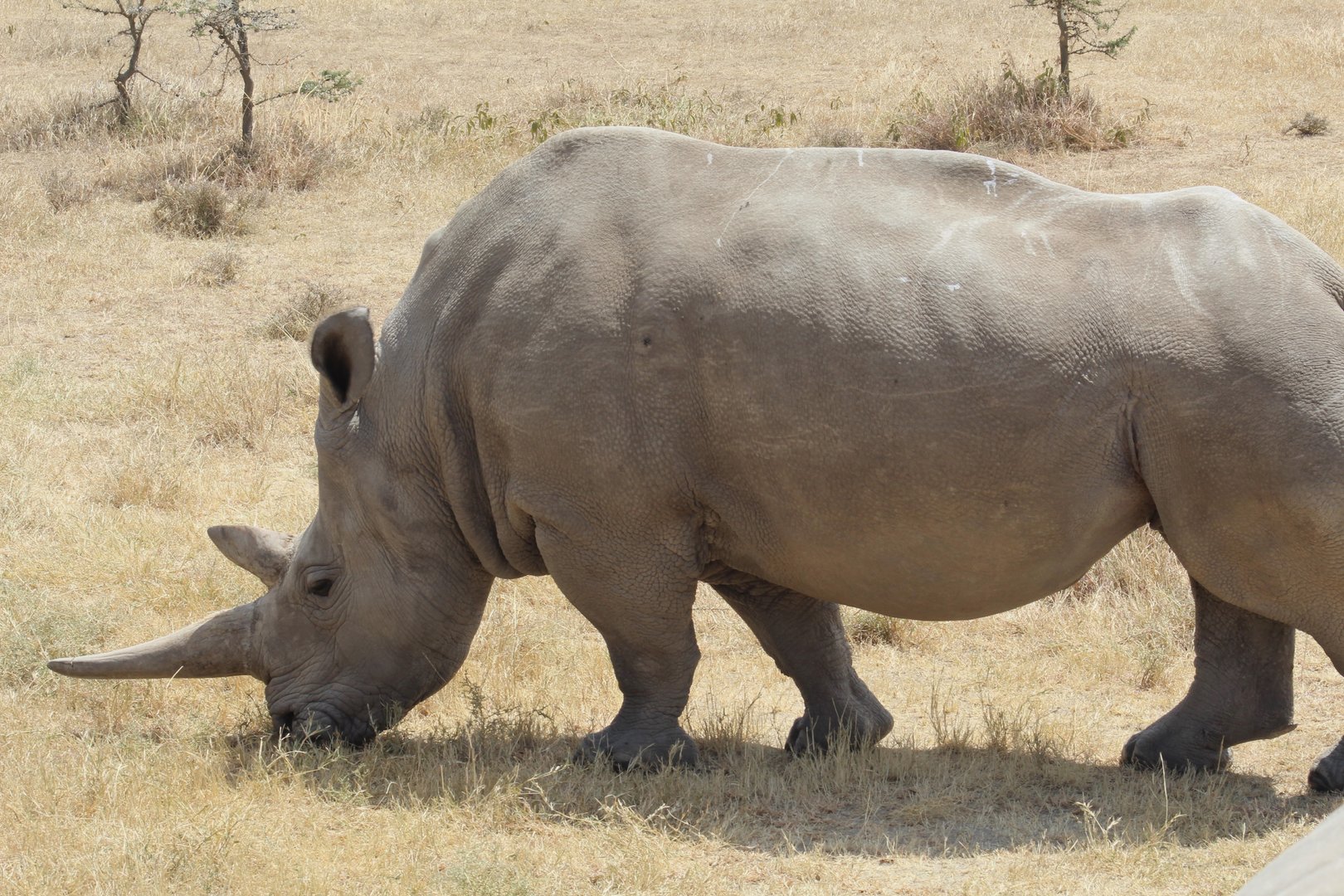 Northern White Rhinoceros - Najin