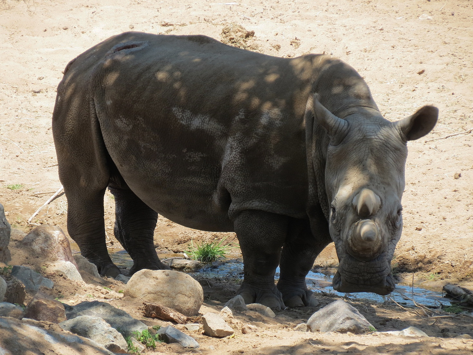 Northern White Rhinoceros - Nola - RIP 11-22-15