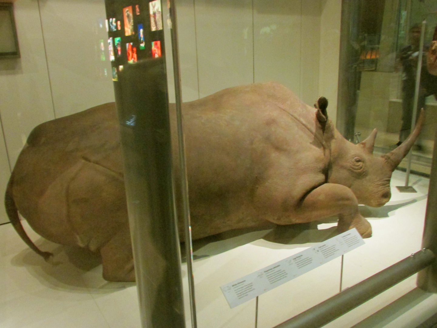 Northern White Rhinoceros