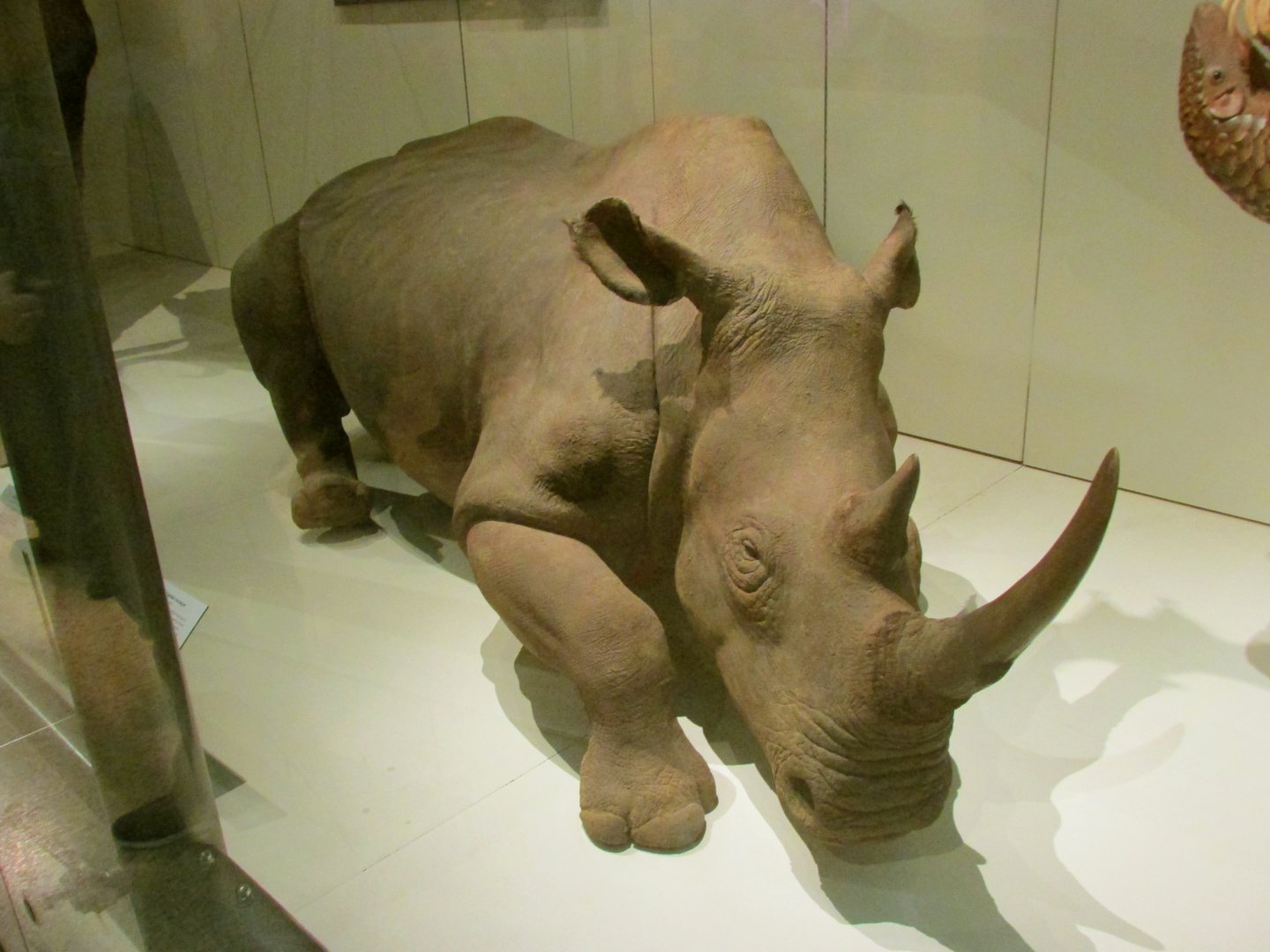 Northern White Rhinoceros