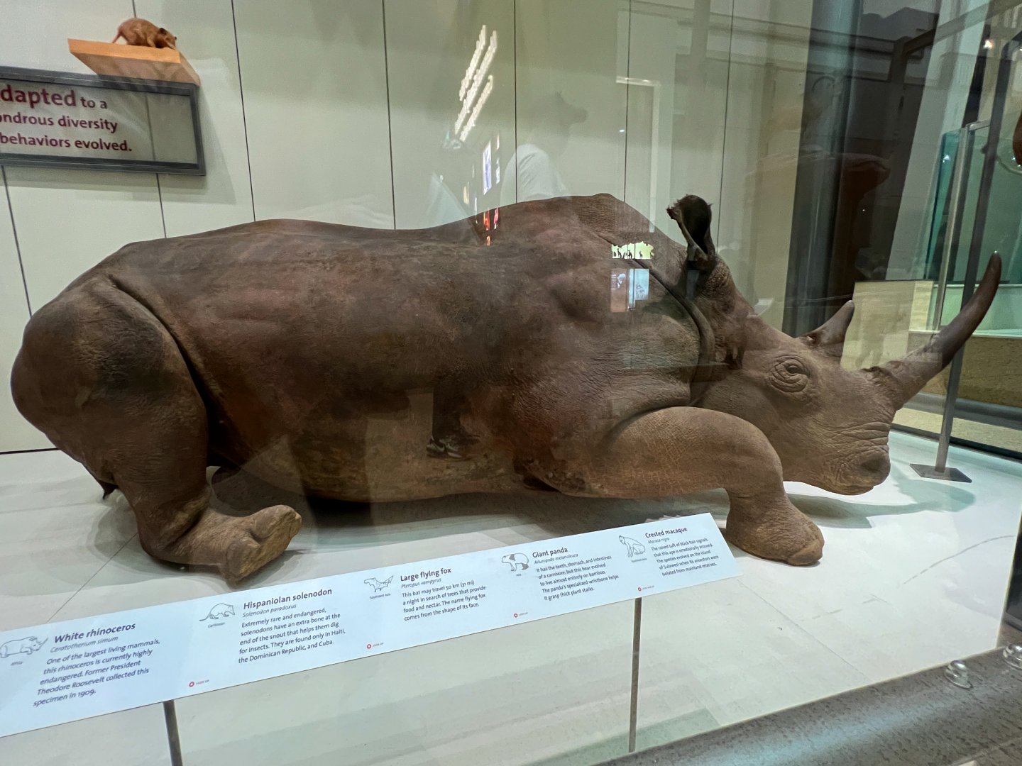 Northern White Rhinoceros