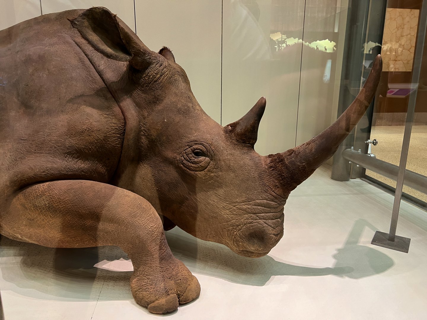 Northern White Rhinoceros