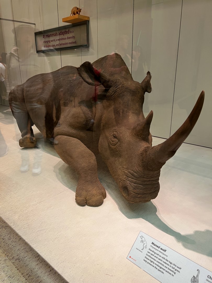 Northern White Rhinoceros