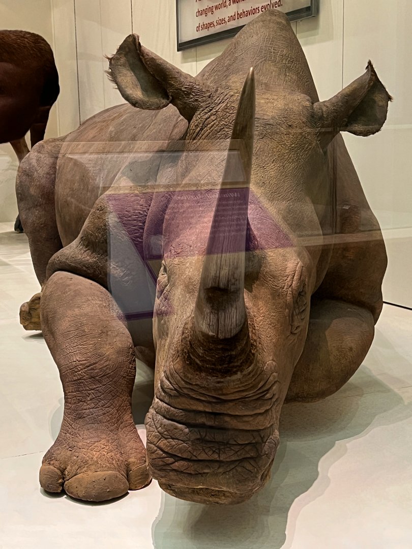 Northern White Rhinoceros