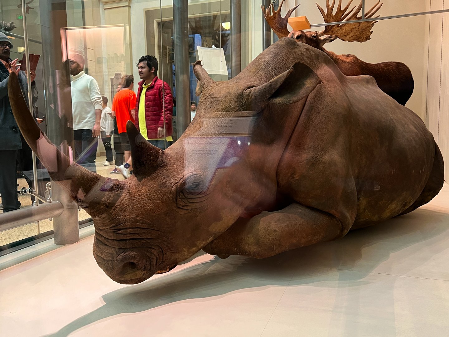 Northern White Rhinoceros