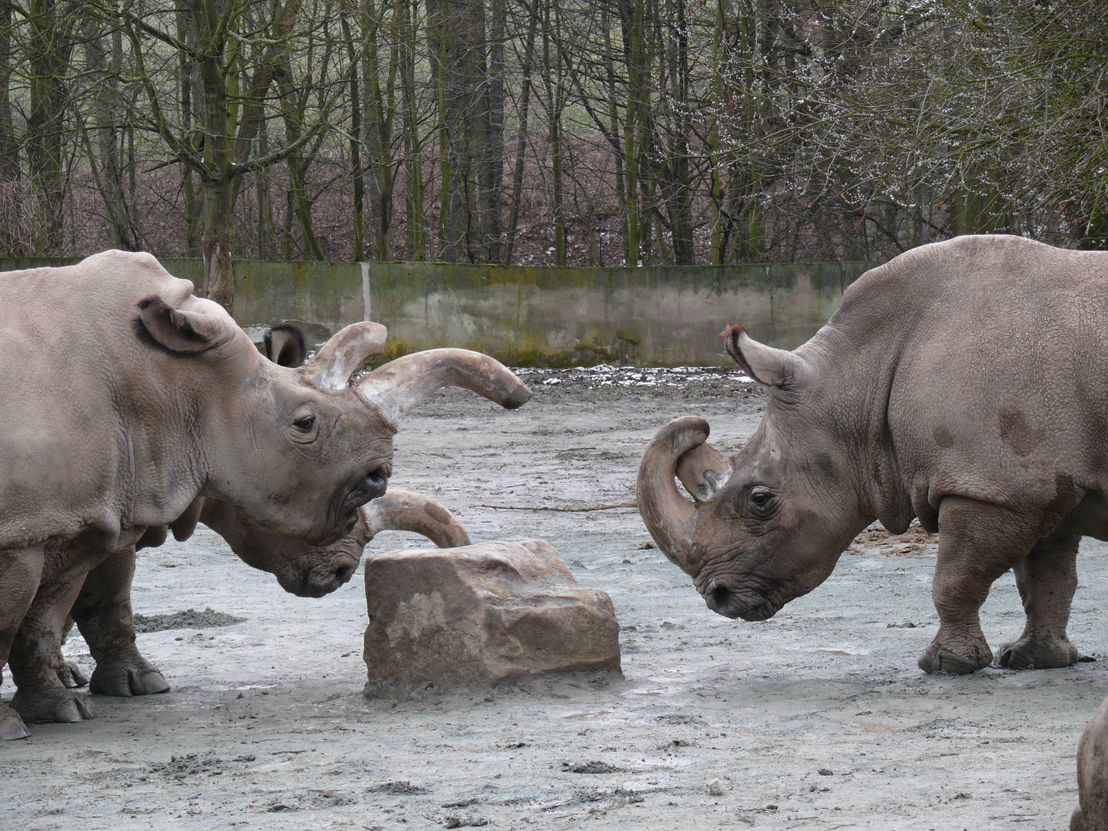 Northern white rhinos
