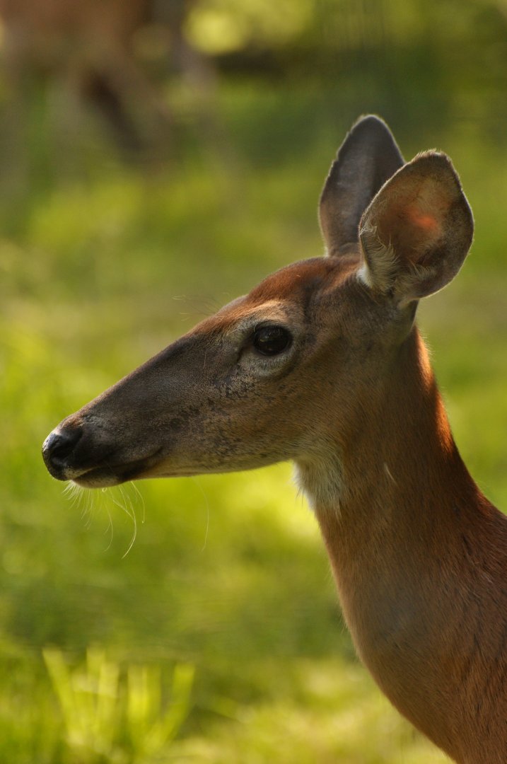 Northern white tailed deer (Odocoileus virginianus borealis)