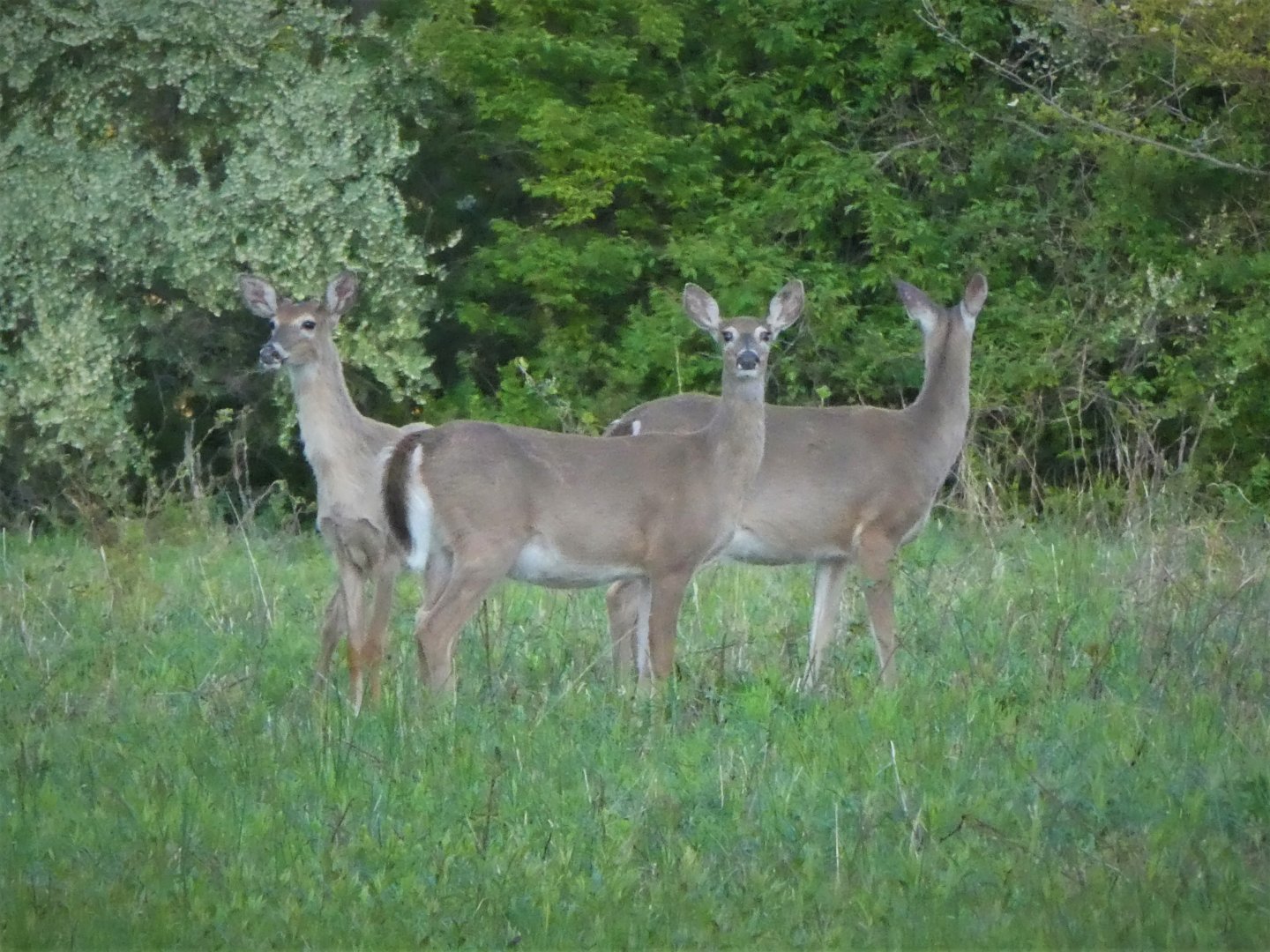 Northern White-tailed Deer