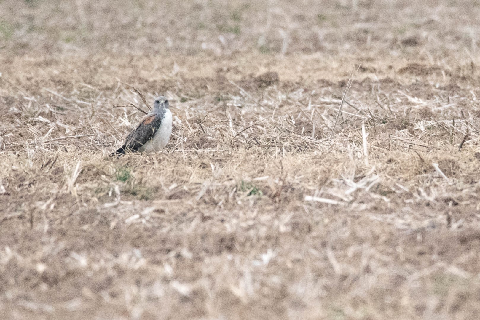 Northern White-tailed Hawk (Buteo albicaudatus hypospodius)