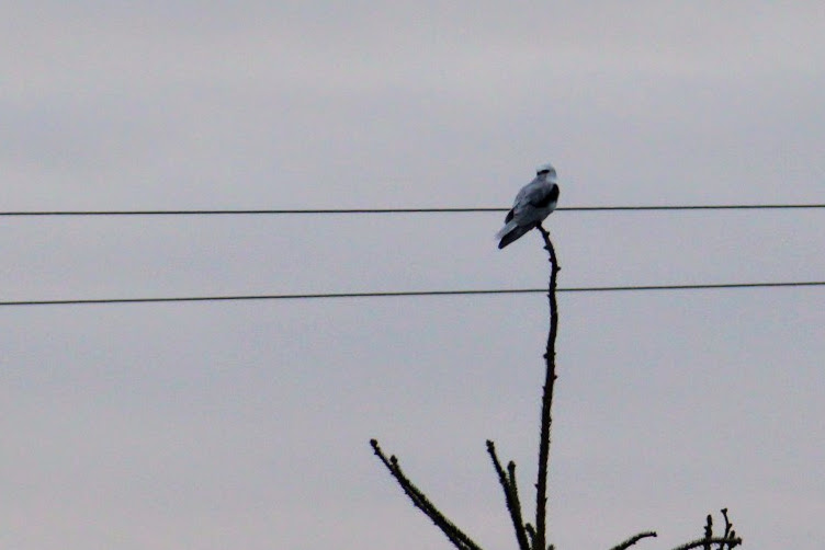 Northern White-tailed Kite
