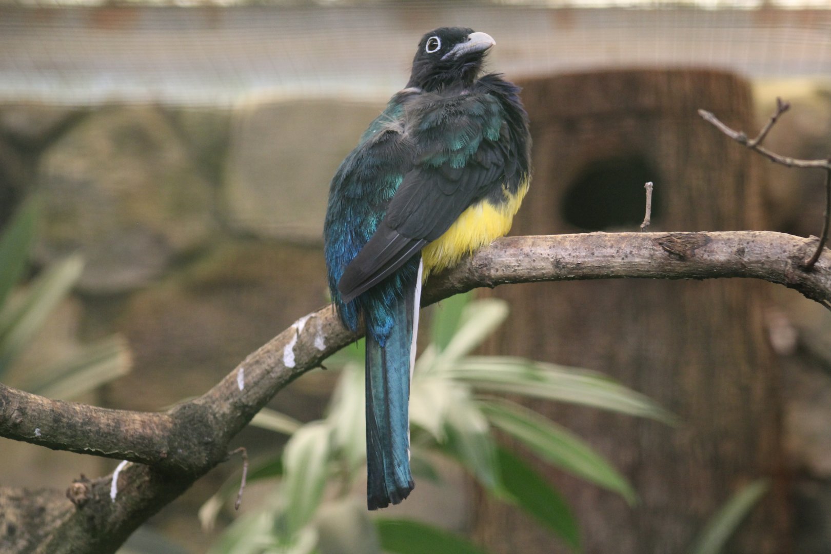Northern White-Tailed Trogon