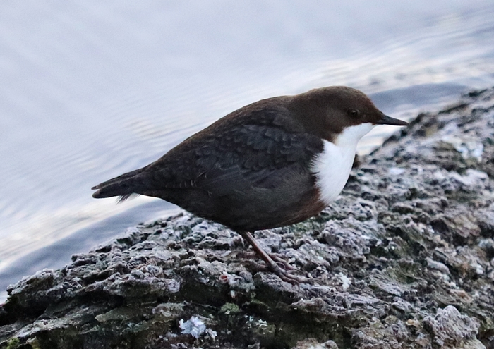 Northern white-throated dipper (Cinclus cinclus cinclus)