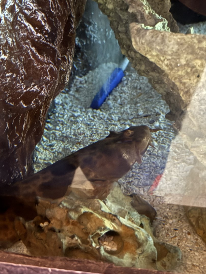 Northern wobbegong (Orectolobus wardi) in the Bayside Aquarium