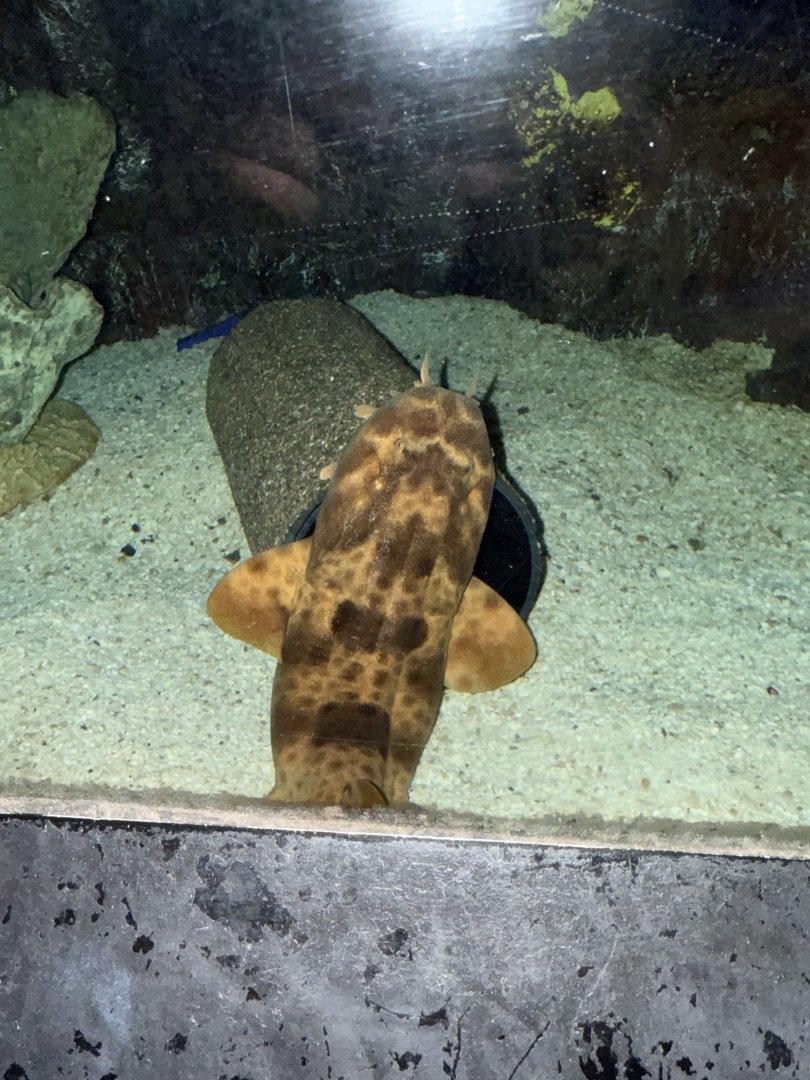 Northern wobbegong (Orectolobus wardi) in the Bayside Aquarium