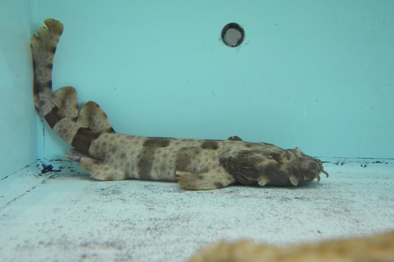 Northern wobbegong (Orectolobus wardi)