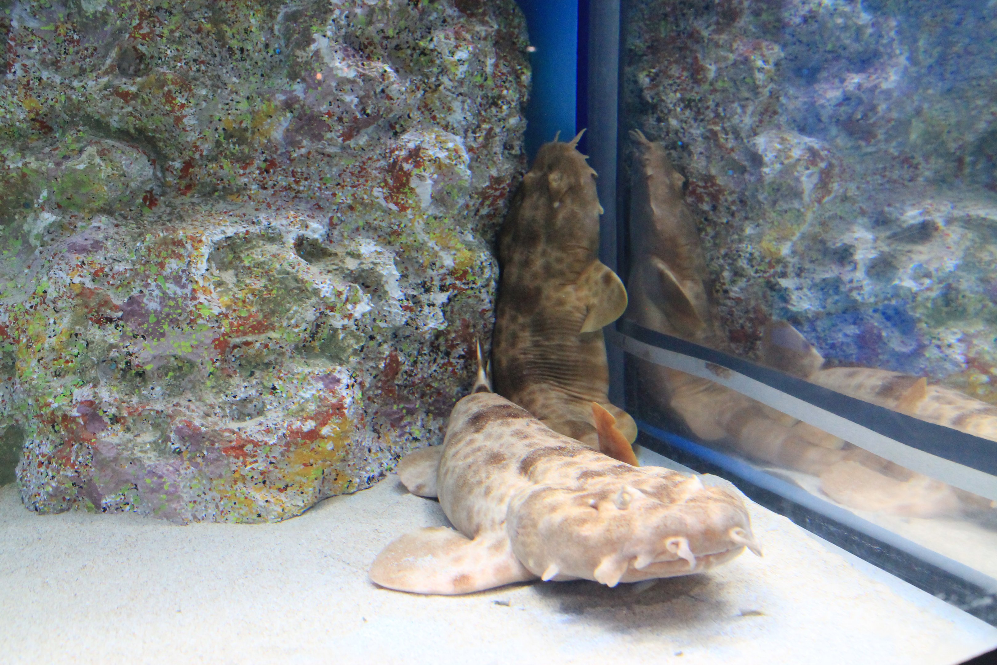 Northern Wobbegong (Orectolobus wardi)