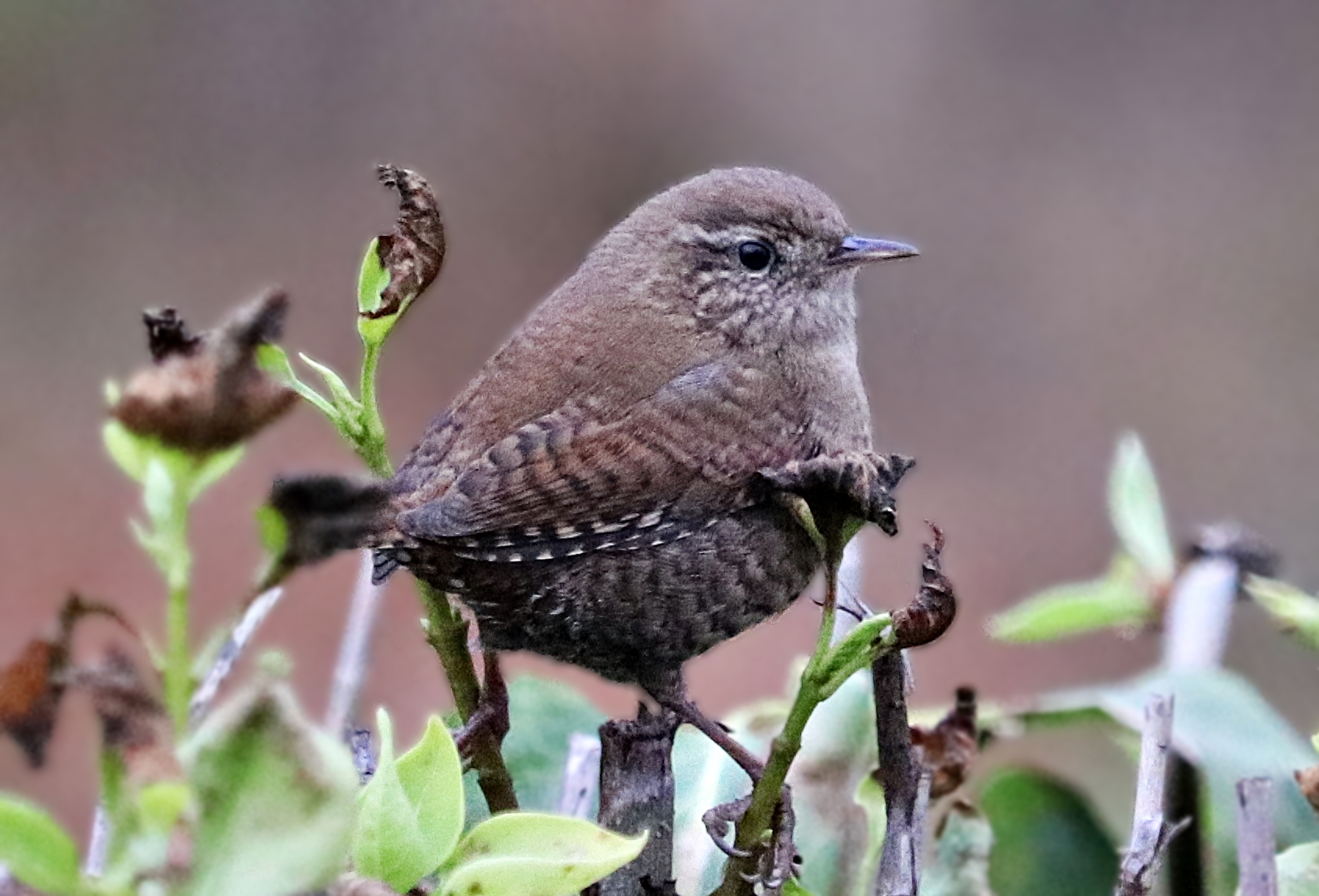Northern wren (Troglodytes troglodytes troglodytes)