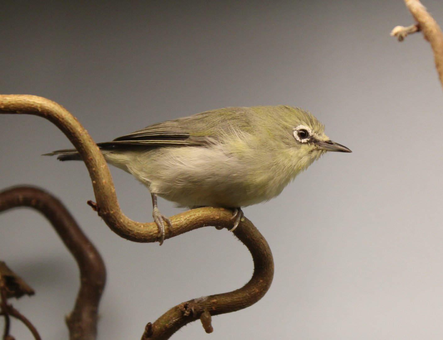 Northern yelloe white-eye