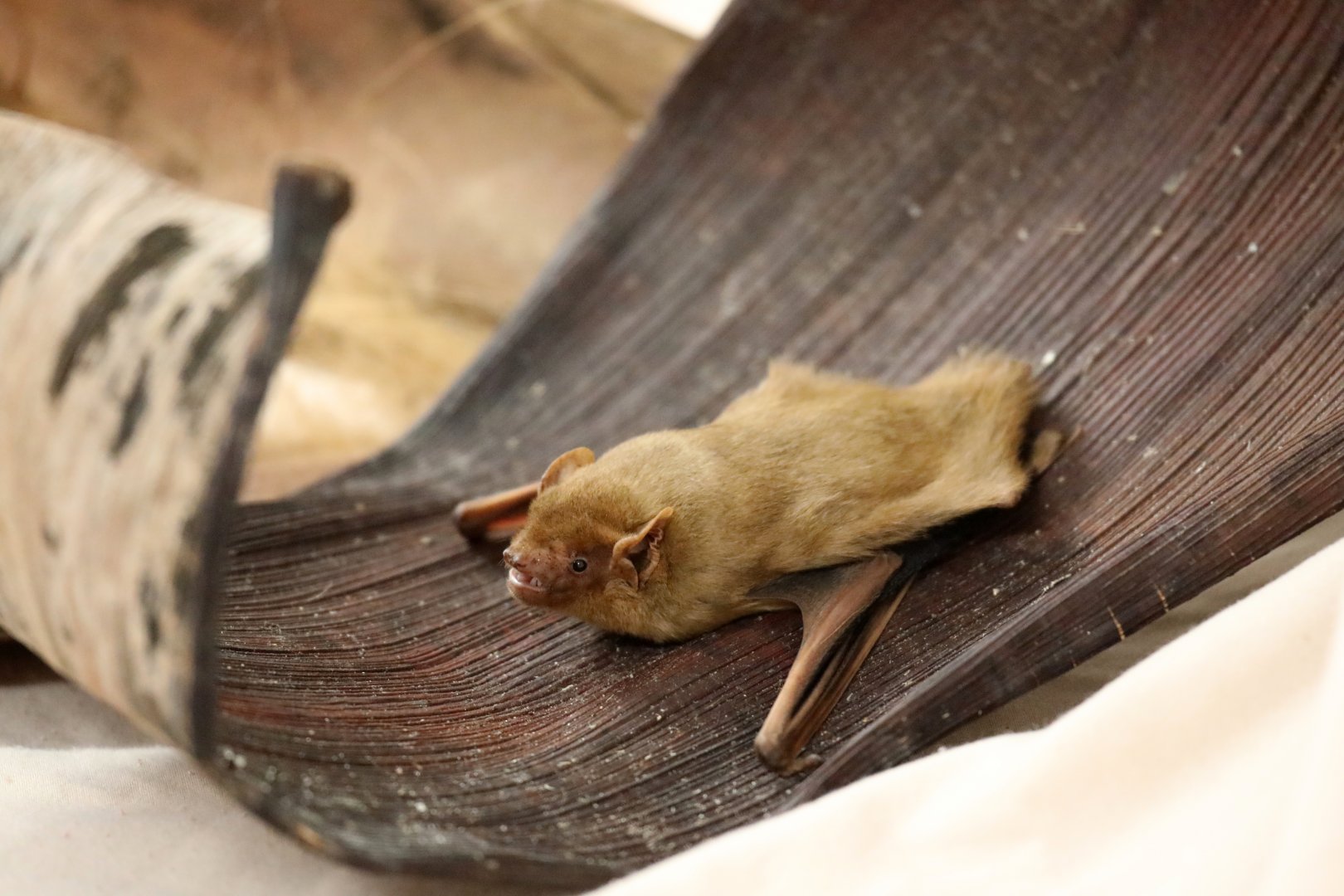 northern yellow bat (Lasiurus intermedius)