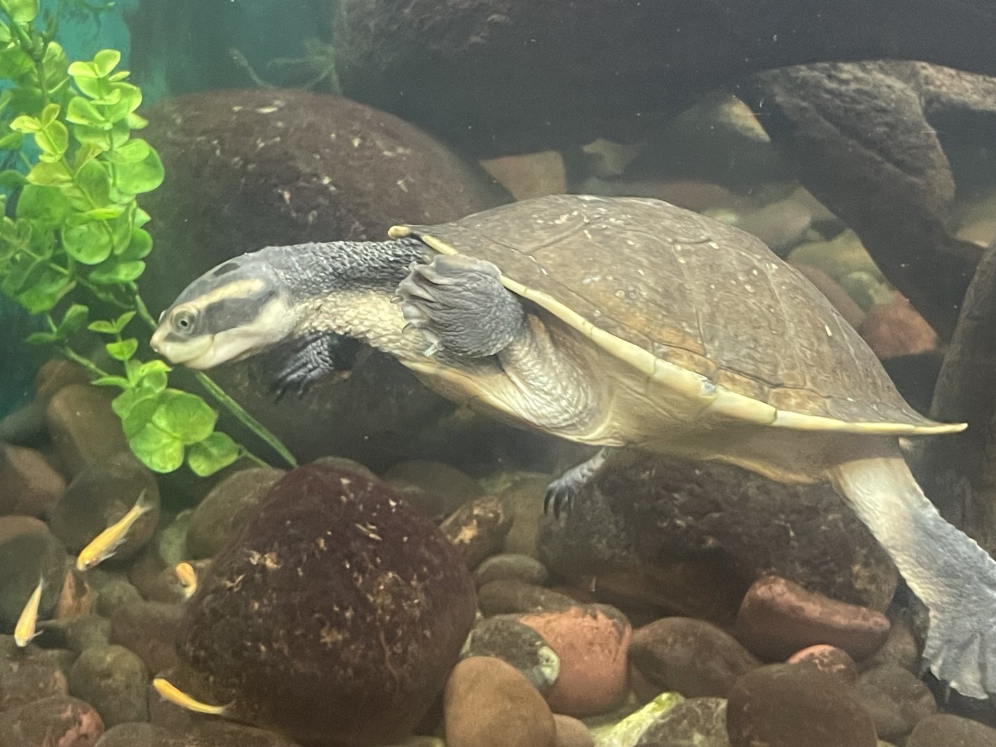 Northern Yellow-faced Turtle (Emydura tanybaraga)