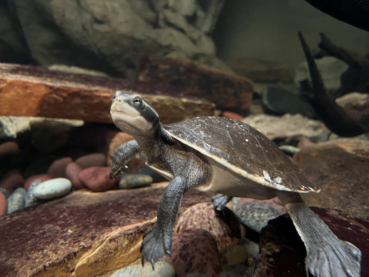 Northern Yellow-faced Turtle (Emydura tanybaraga)