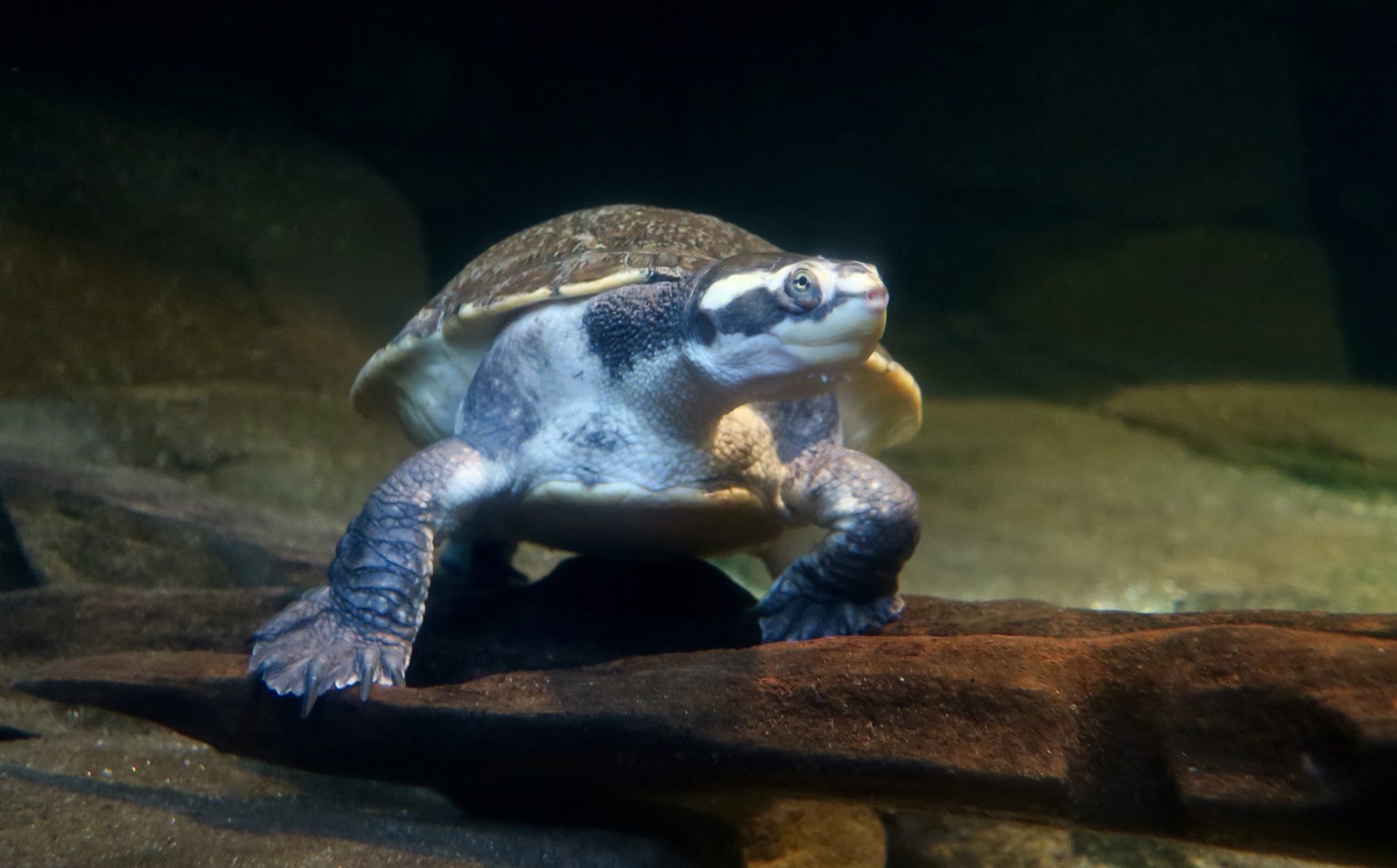 Northern Yellow-Faced Turtle (Emyudra tanybaraga)