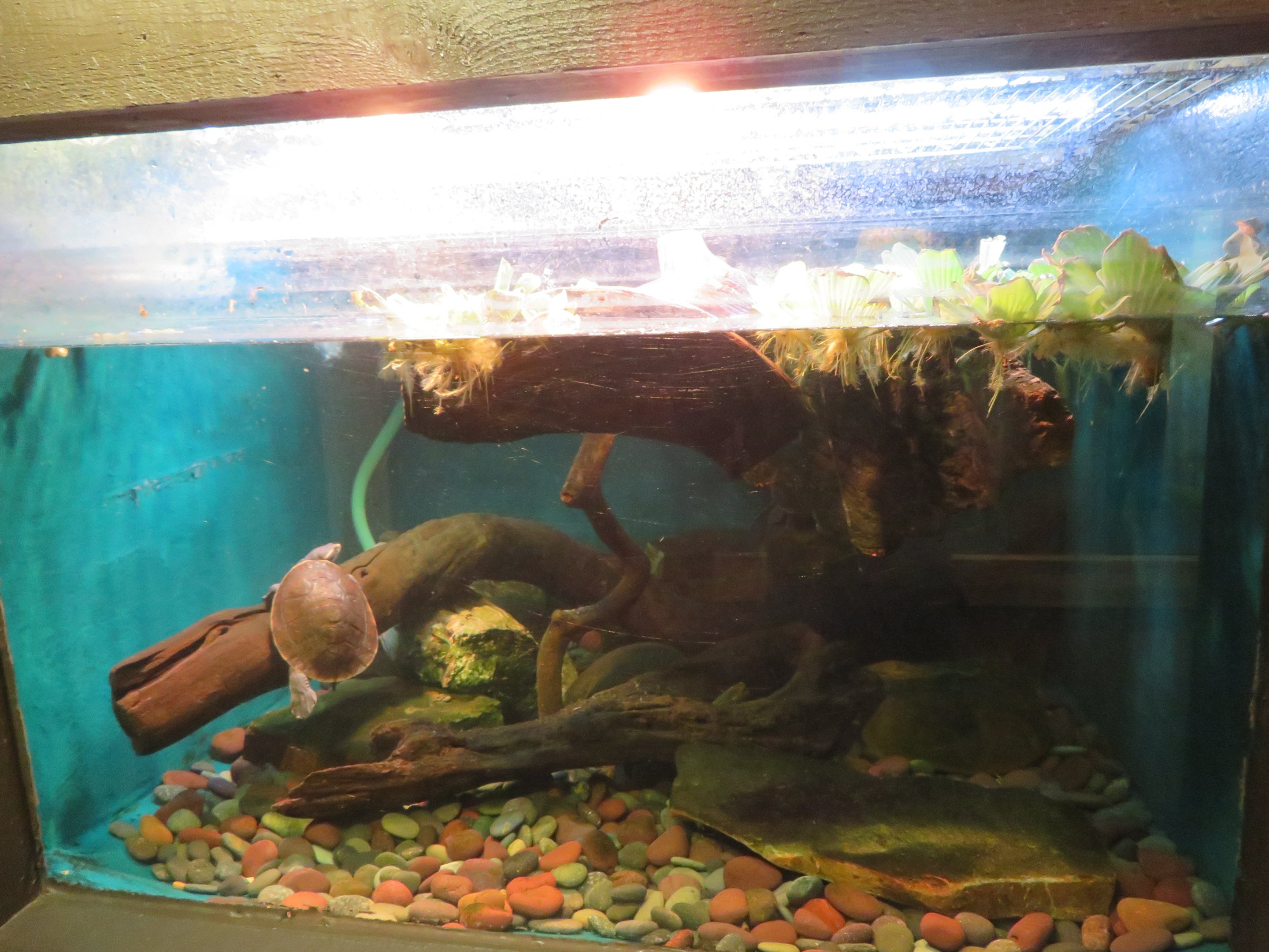 Northern Yellow-faced Turtle Tank