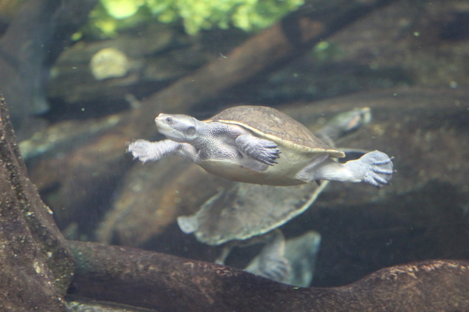Northern Yellow-Faced Turtle