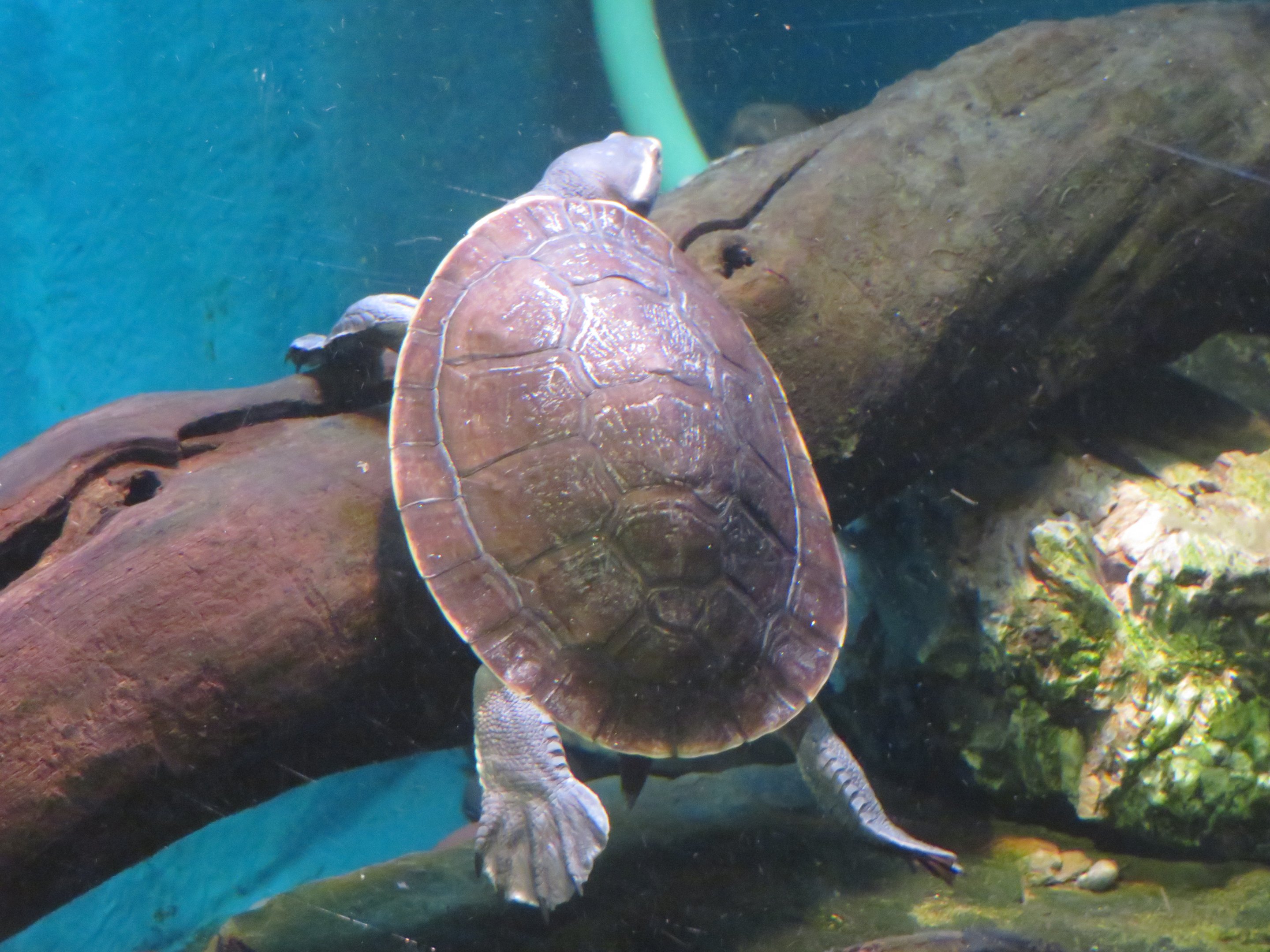 Northern Yellow-faced Turtle